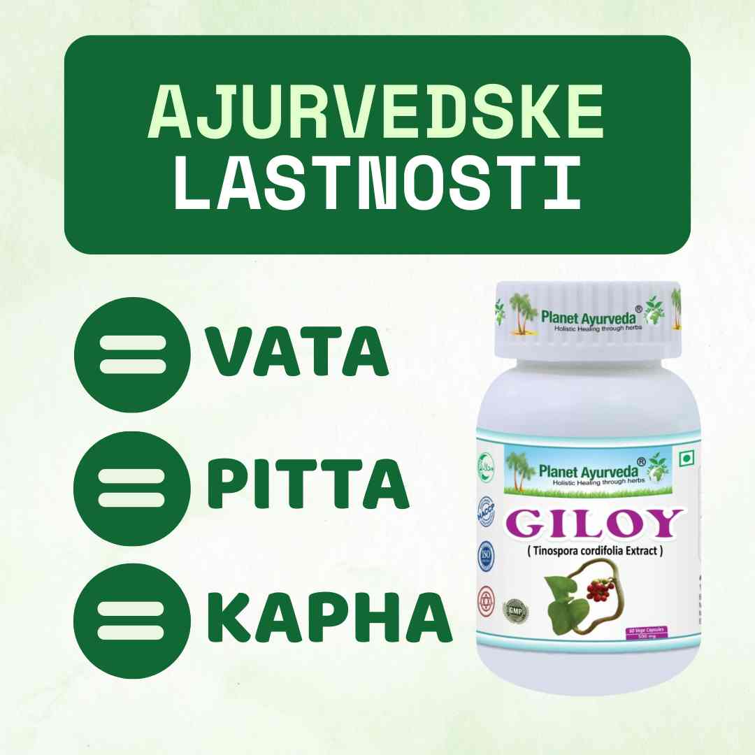 Giloy - Guduchi